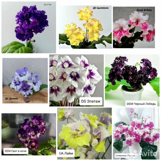 Стрептокарпусы 45 сортов
