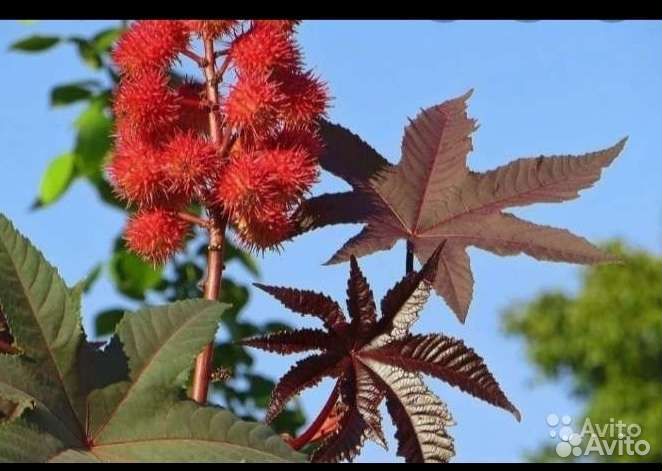 Клещевина семена