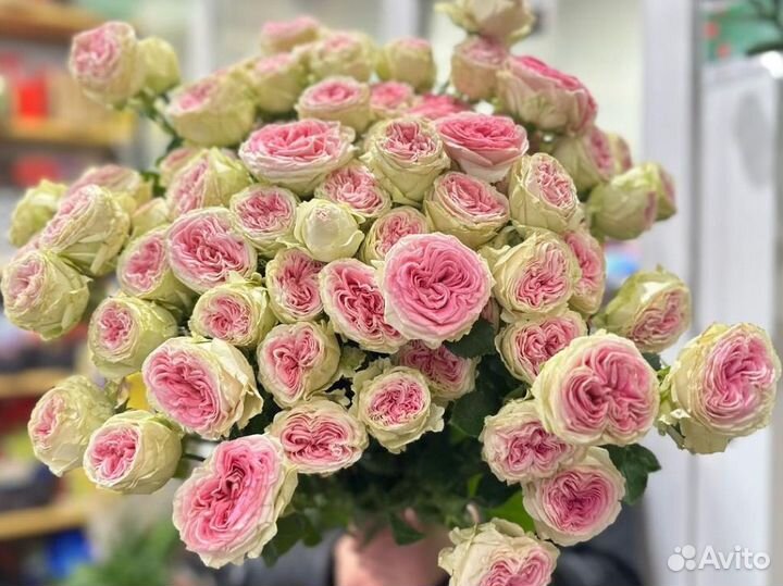 Розы Пионовидные кустовые