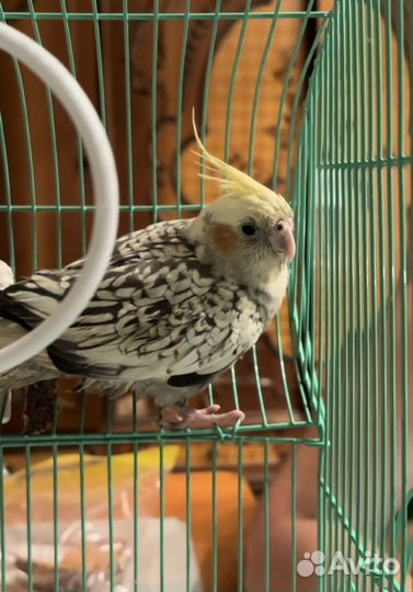 Попугай корелла с клеткой