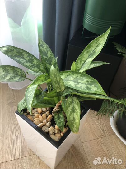 Спатифиллум