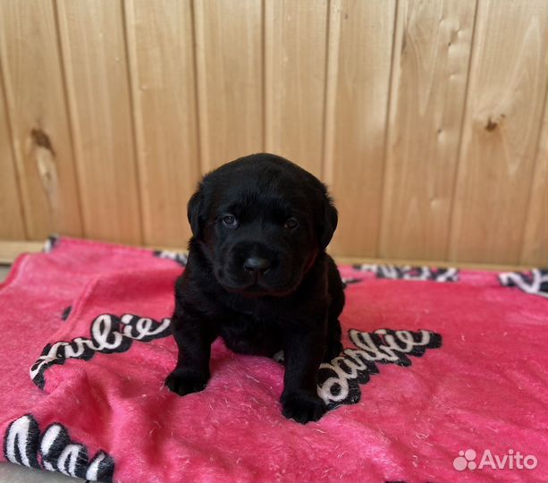 Щенки лабрадора