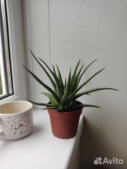 Хавортия, комнатное растение, суккулент