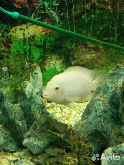 Рыба. Цихлид. Обмен