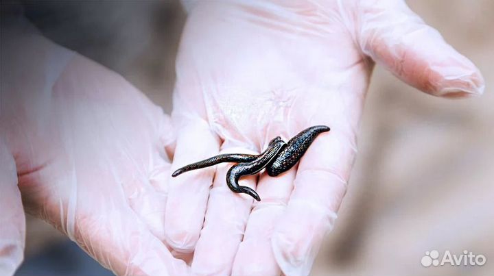 Пиявка медицинская