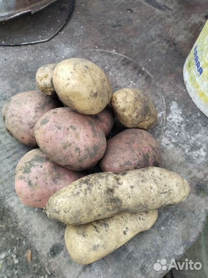 Продам картофель