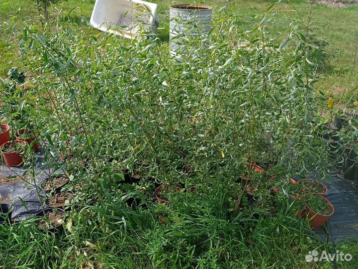 Ива извилистая 1,5 м саженцы