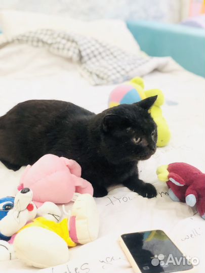 Кот Василий в добрые ручки