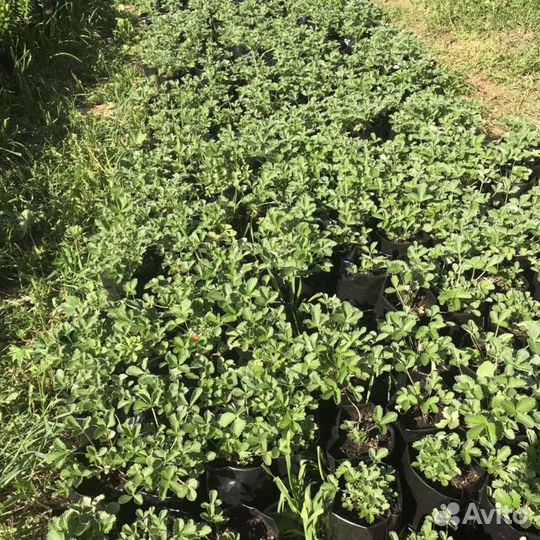 Саженцы плодовые