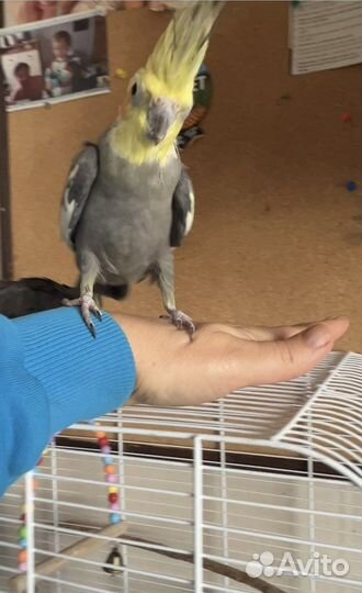 Попугаи кореллы с клеткой