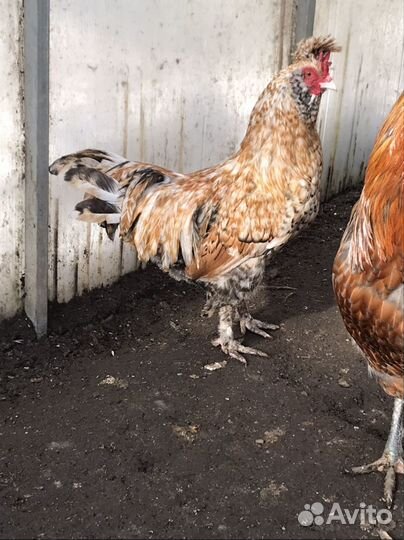 Петухи, яйцо