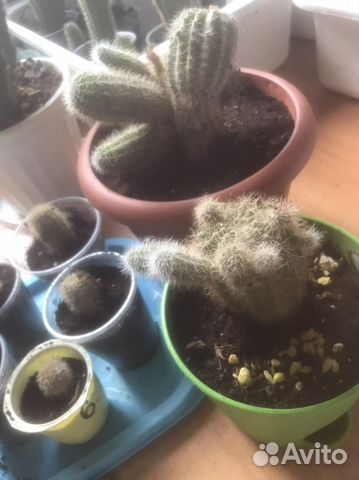 Кактус детки