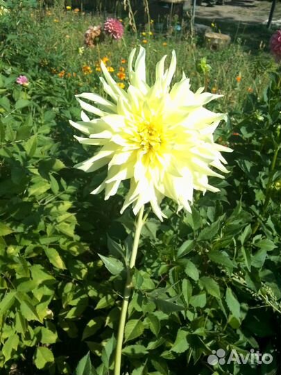 Георгины клубни