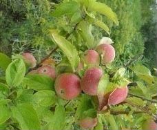 Дом 273 м² на участке 70 сот.