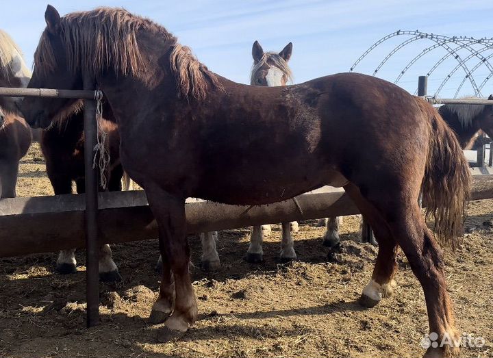 Жеребцы советский тяжеловоз
