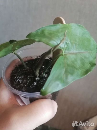 Сингониумы