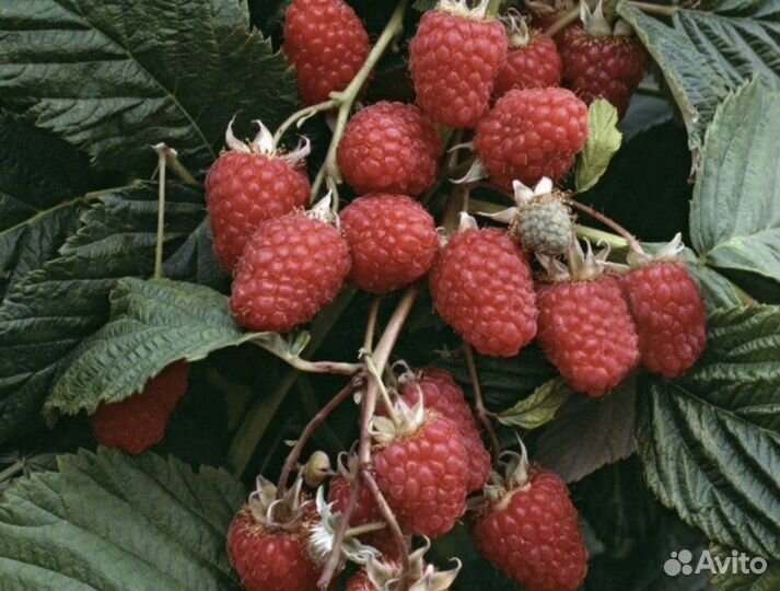 Малина саженцы. Маравилла, нижегородец карамелька