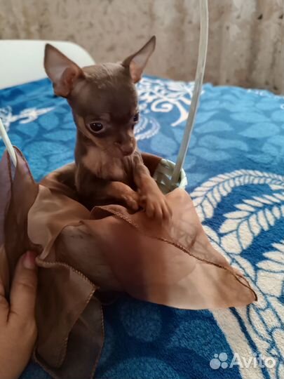 Щенок маленькой собаки