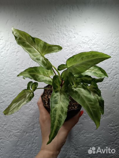 Сингониум Green Gold