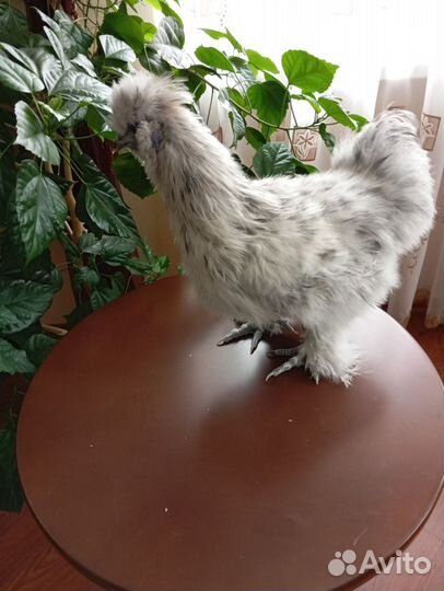 Петушок 5 мес.,ия, вывод на заказ