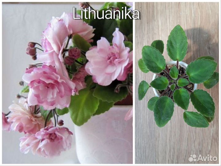 Сортовые фиалки