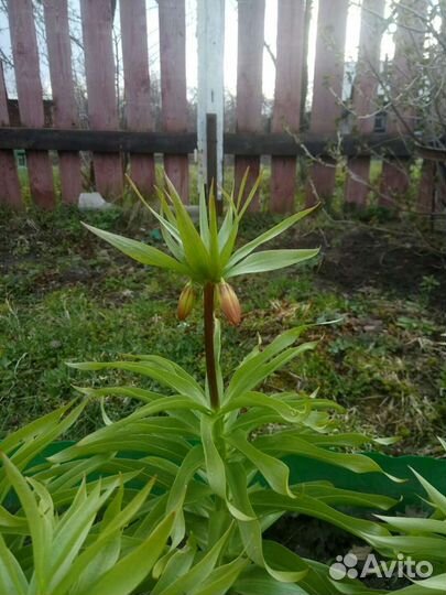 Луковицы цветов * рябчик. императорский *