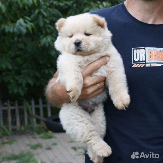 Малыши кремыши чау-чау