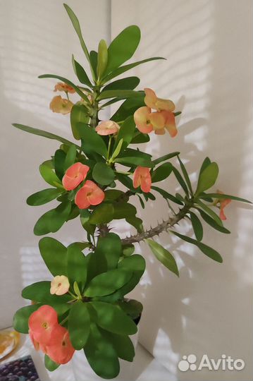 Комнатные цветы