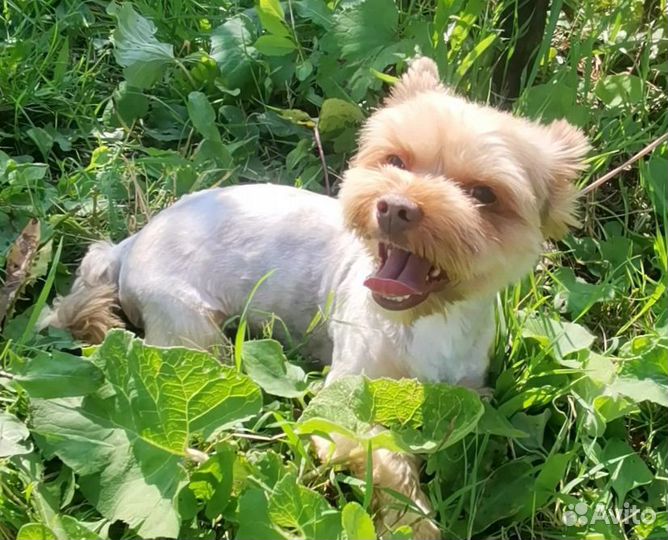 Шоколадный мраморный йорк