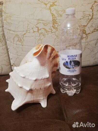 Ракушка морская большая