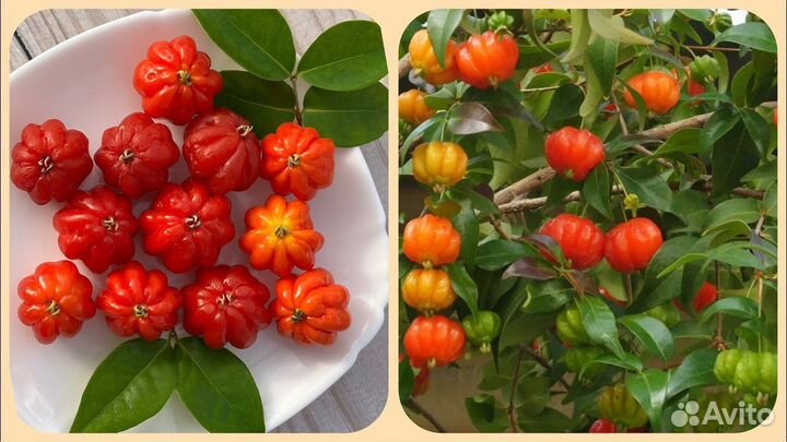 Суринамская вишня