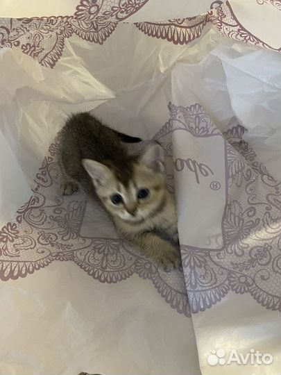 Британская кошка