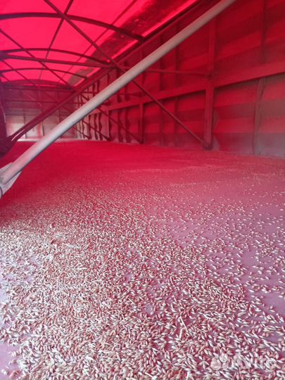 FAW JH6 с полуприцепом, 2023