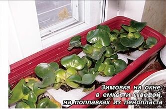 Водяной гиацинт (эйхорния)