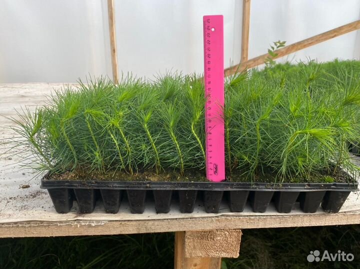 Саженцы сосны зкс — 2х-летка