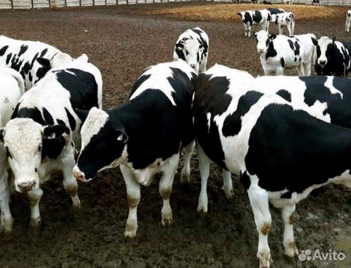 Телята бычки, тёлки