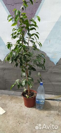 Фикусы взрослые