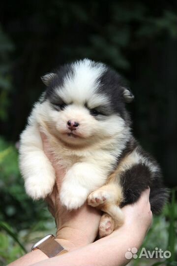 Девочка помски той размер