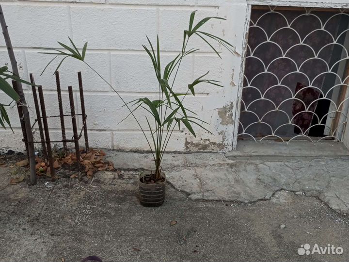 Пальма, гортензия, лимон, лавр и другое