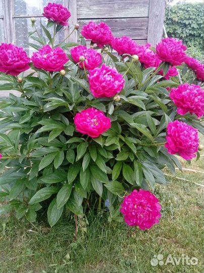 Пионы клубни