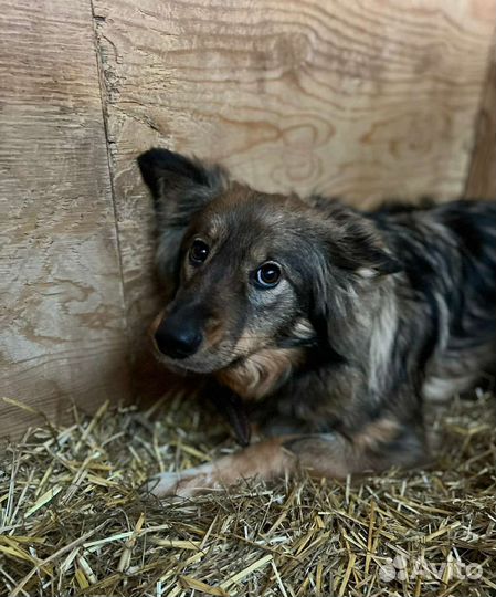 Нежная красавица Рокси