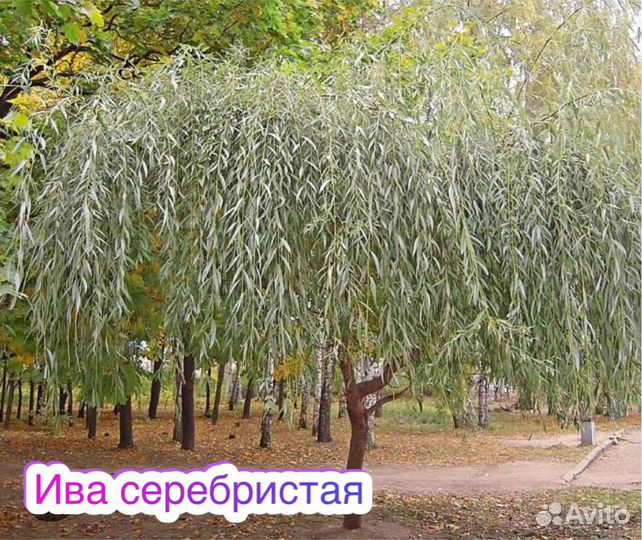 Ива хакуро нишике