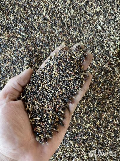 Семена суданки