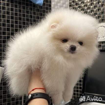 Шикарные мишки