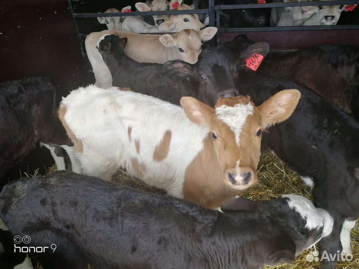 Телята разные