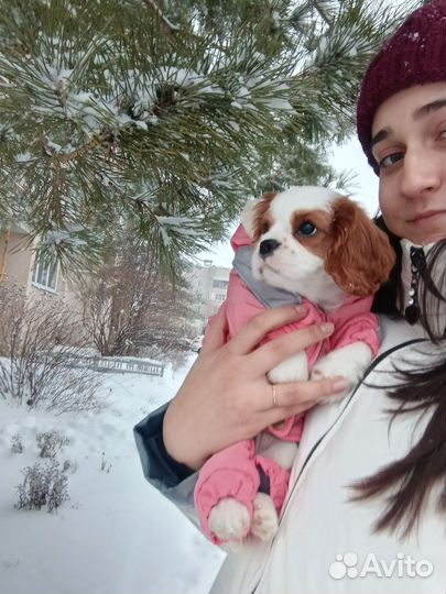 Одежда для средних собак