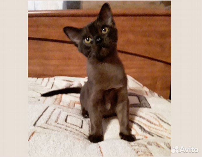 Котята европейской бурмы