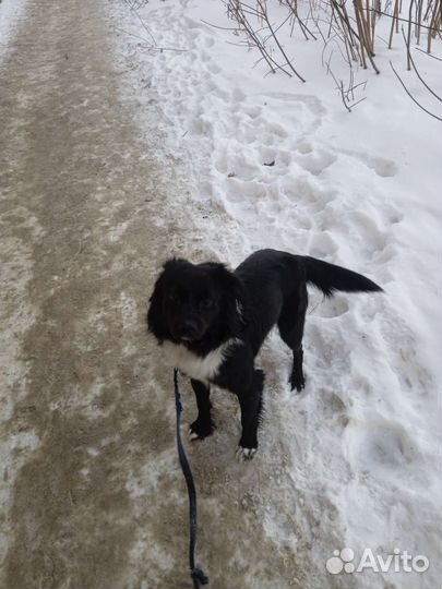 Собака в добрые руки отдам бесплатно