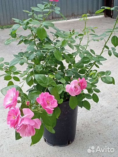 Продаю 2 х.лет саженцев роз в горшках