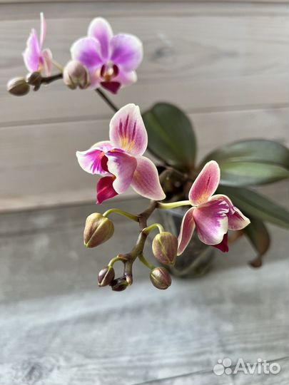 Орхидея фаленопсис. Чищу полки)